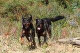 BEAUCERON 256